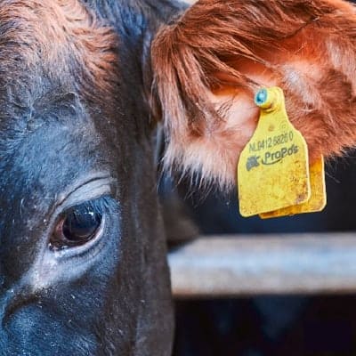 Winkel lokale producten Brabant